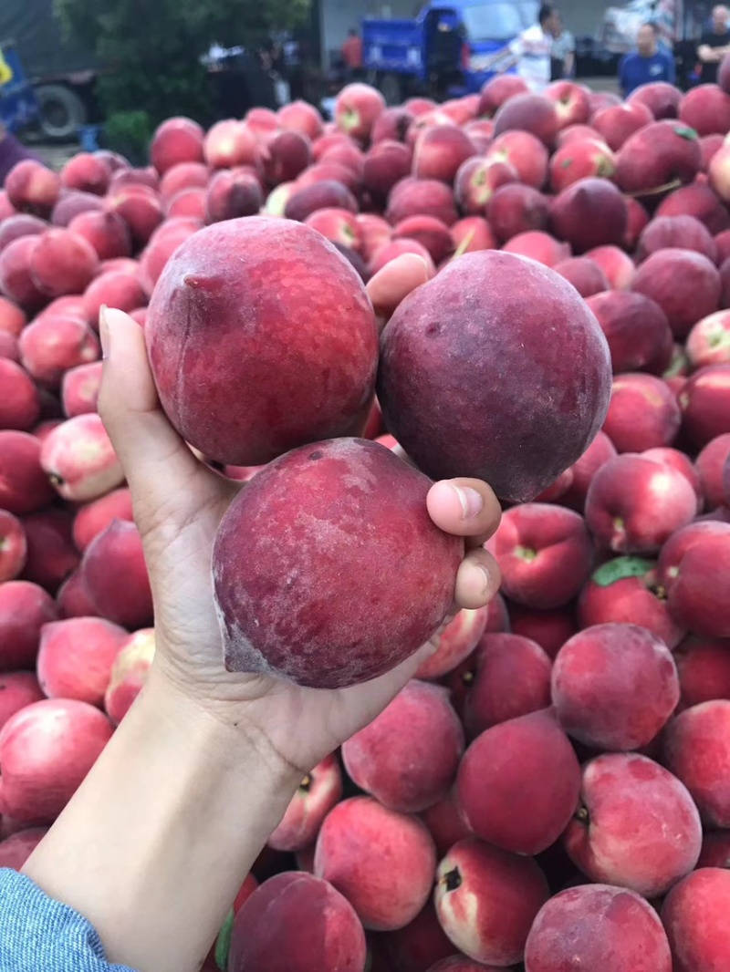 桃/突围桃/湖北毛桃/产地直发品质好需要的老板电话