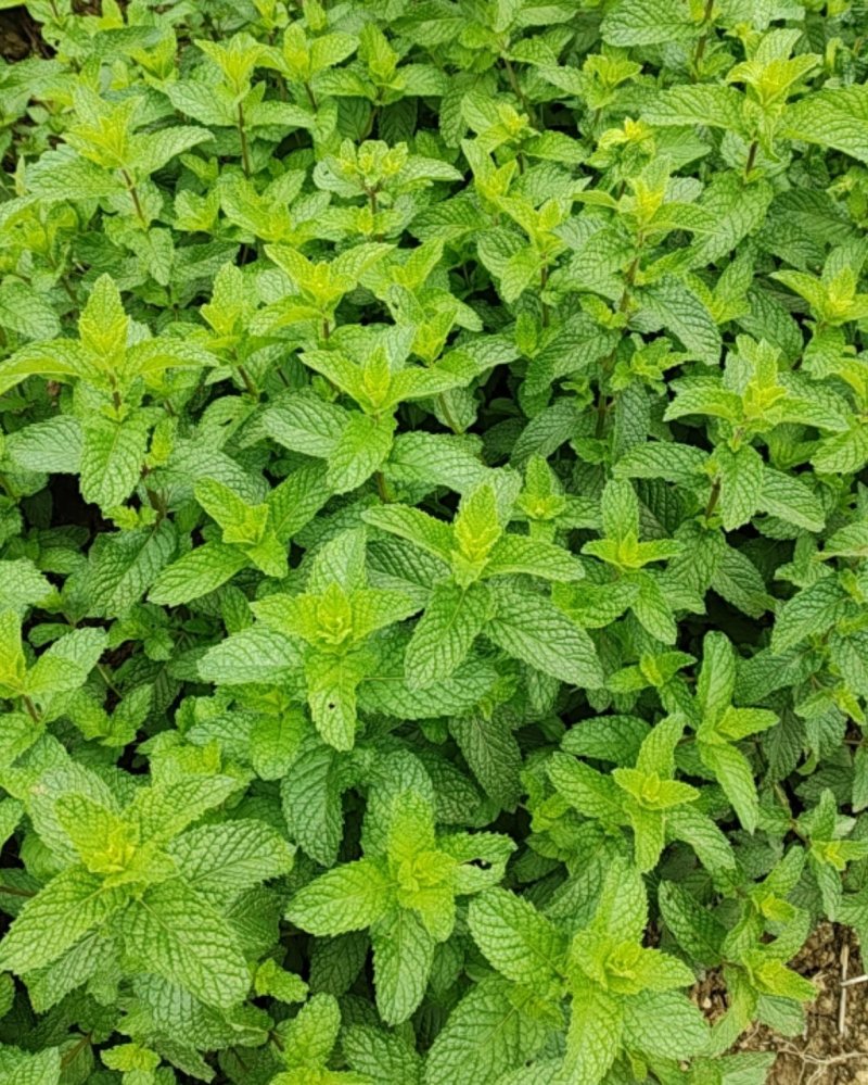 贵州食用留兰香薄荷基地直达品质上乘规格齐全