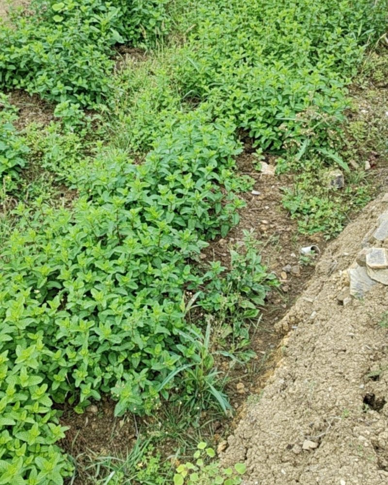 贵州食用留兰香薄荷基地直达品质上乘规格齐全