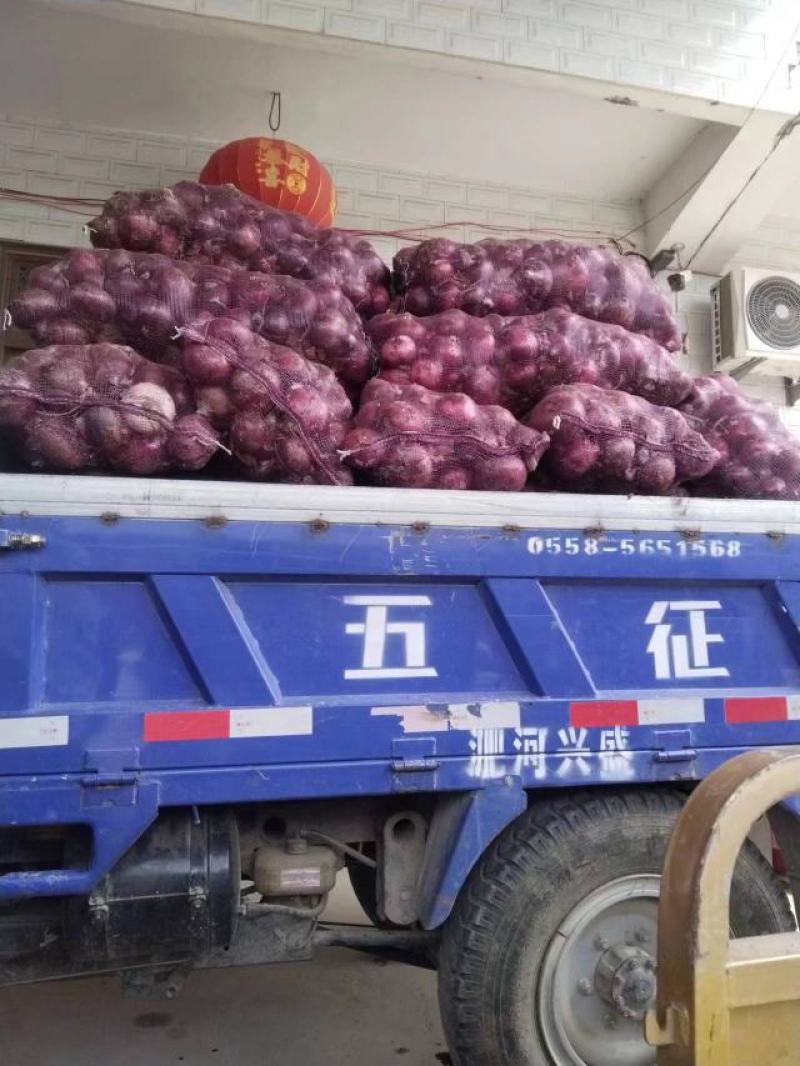 精品紫皮洋葱，80以上，质量保证，全国代发