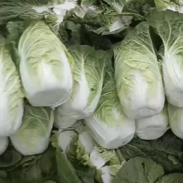秦皇岛黄心白菜