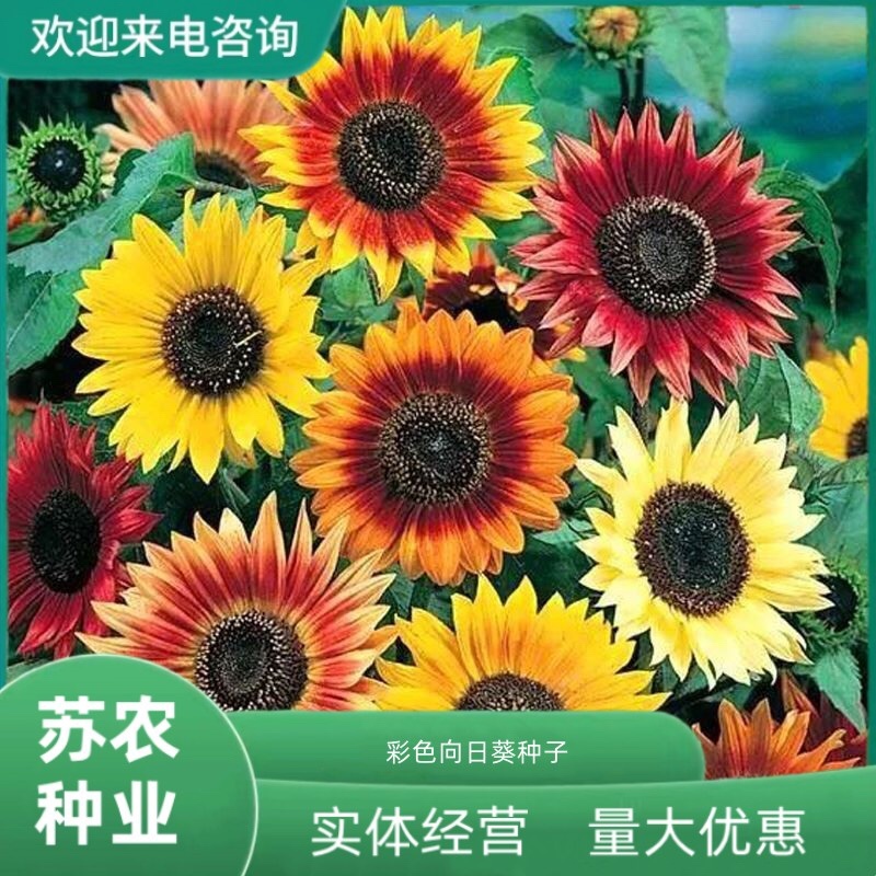 彩色向日葵种孑多头四季播种开花玩具熊种子庭院室外观赏矮葵