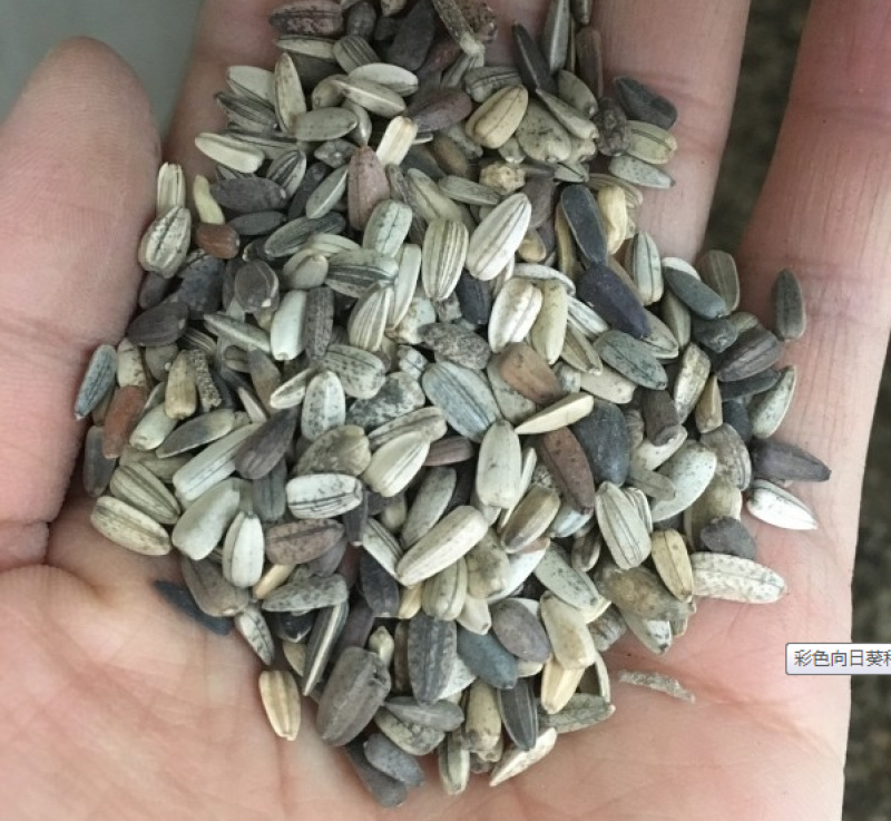 彩色向日葵种孑多头四季播种开花玩具熊种子庭院室外观赏矮葵