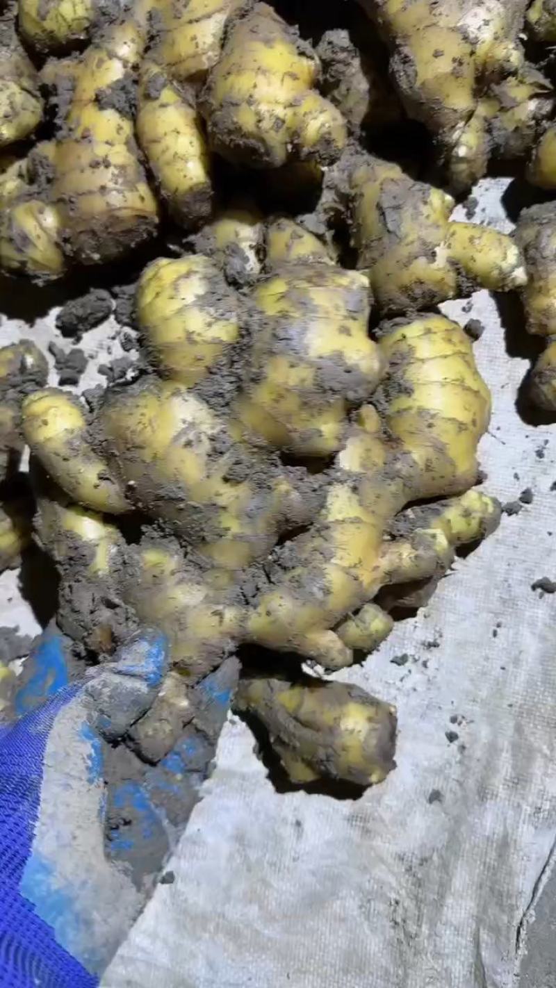 生姜批发产地大黄姜供应半斤以上一手货源一手货
