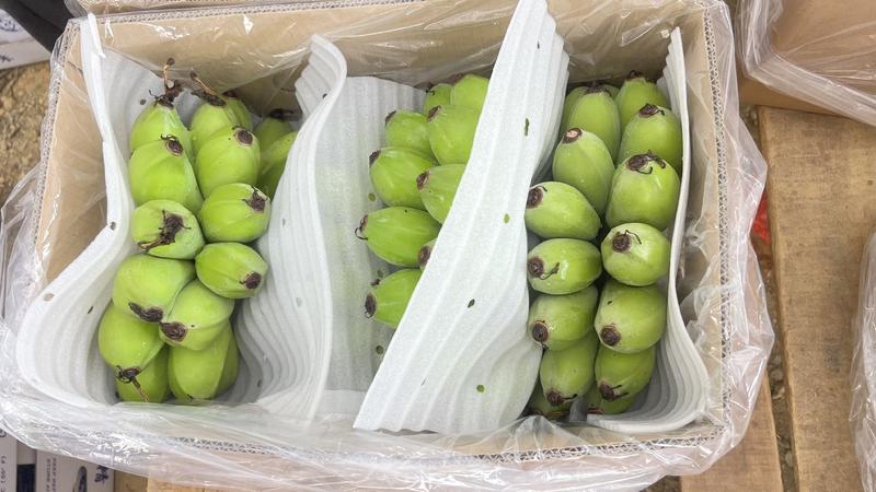 广西苹果蕉，产地直发，保质保量，量大从优，全国发货！