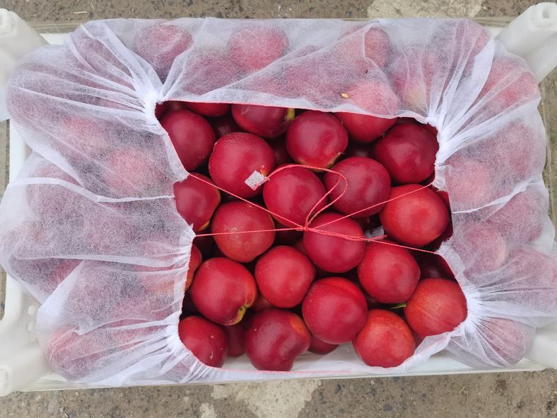 油桃大棚油桃市场货电商货48油桃