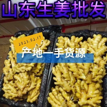 生姜批发产地大黄姜供应半斤以上一手货源一手货