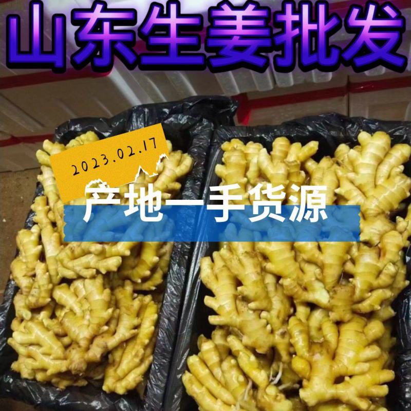生姜批发产地大黄姜供应半斤以上一手货源一手货