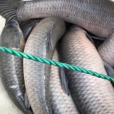 湖州青鱼大小规格齐全颜色靓皮毛好可供钓场配送上门价格优惠