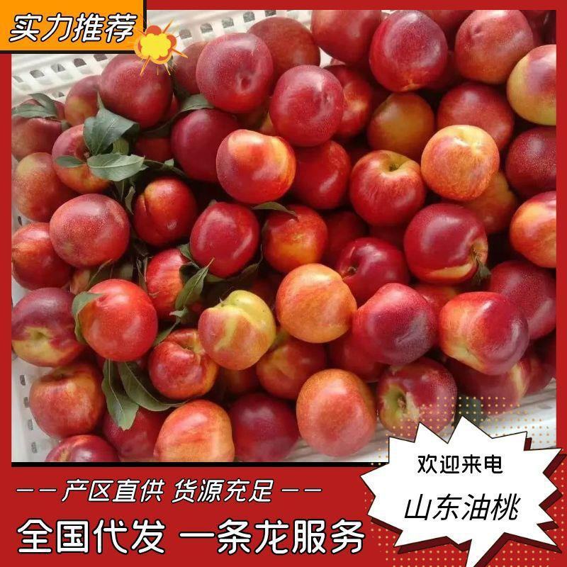 山东万亩大棚油桃产地直发、口感好耐运输、欢迎咨询
