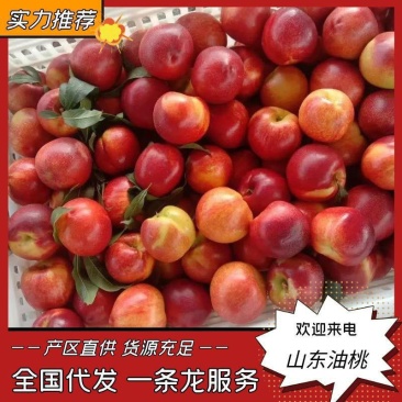 山东万亩大棚油桃产地直发、口感好耐运输、欢迎咨询