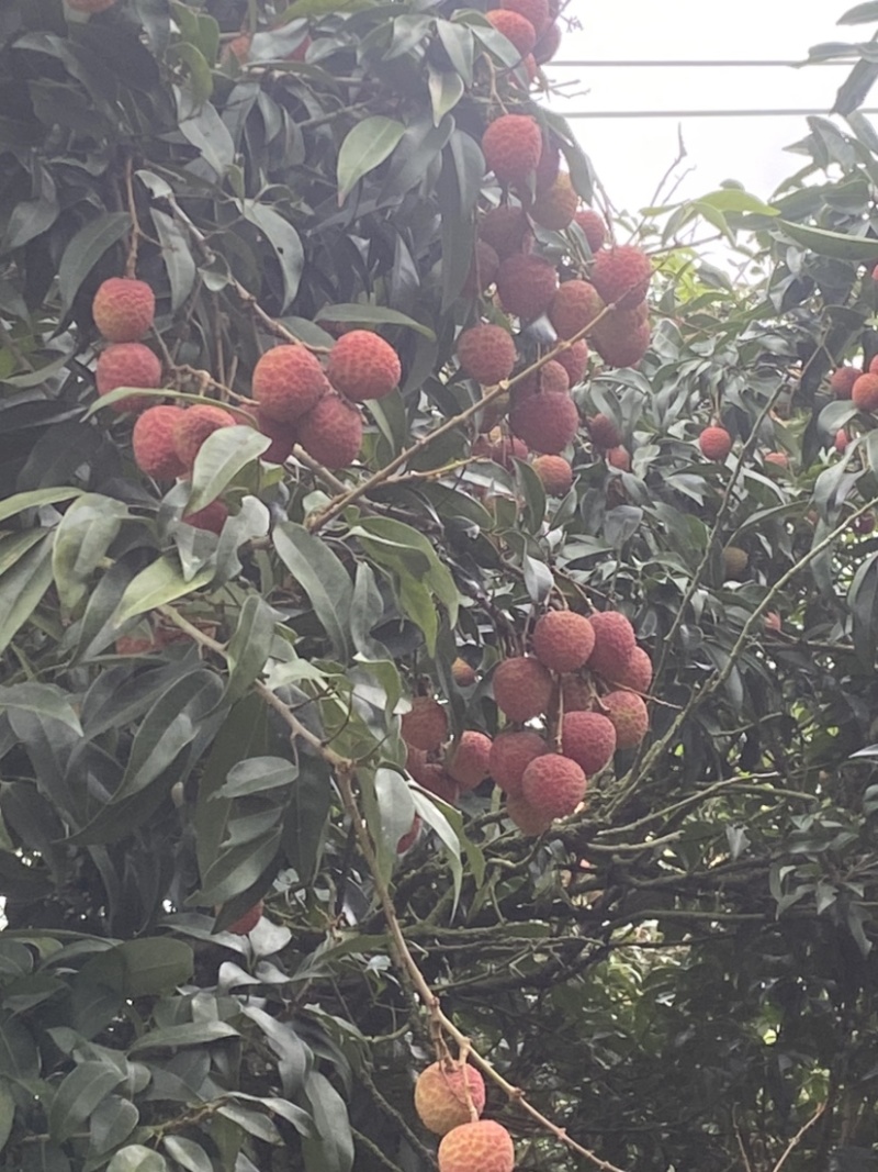 白糖罂荔枝精品货源对接市场商超欢迎电联