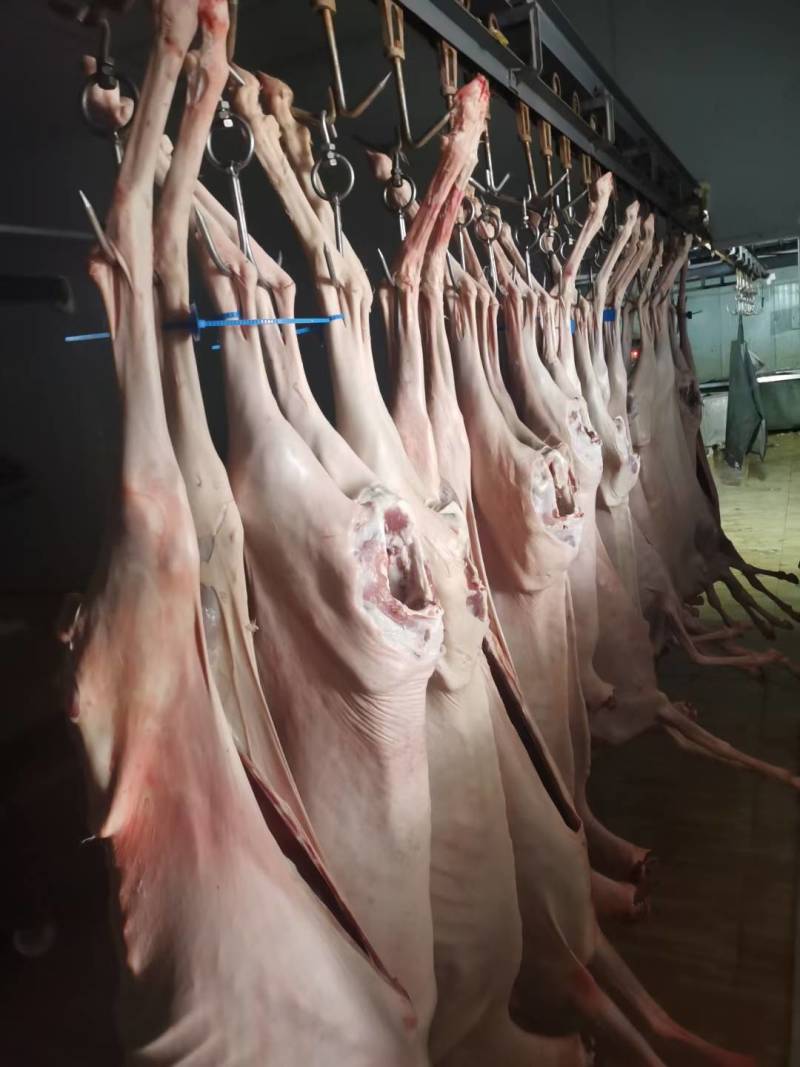 羊酮体