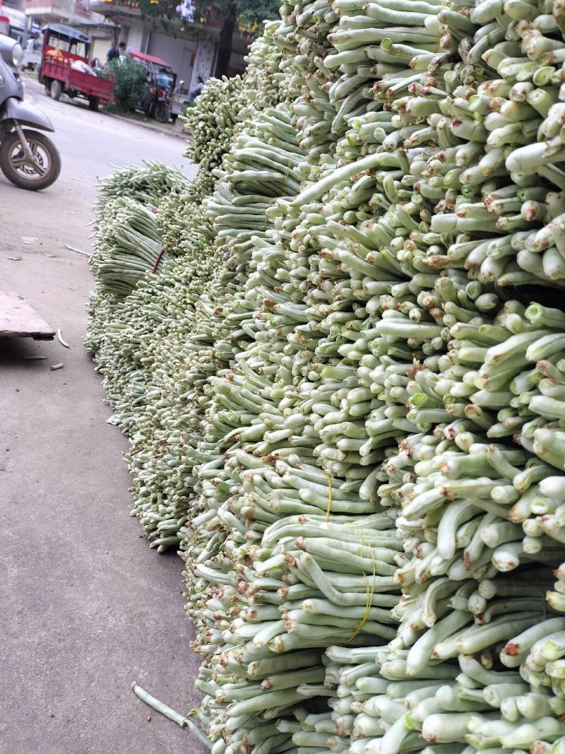 广西南宁横县白豆角大量上市欢迎全国采购商老板批发价优