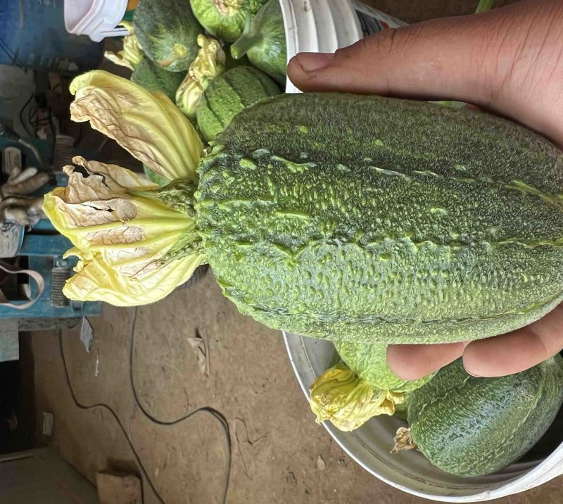 苹果丝瓜