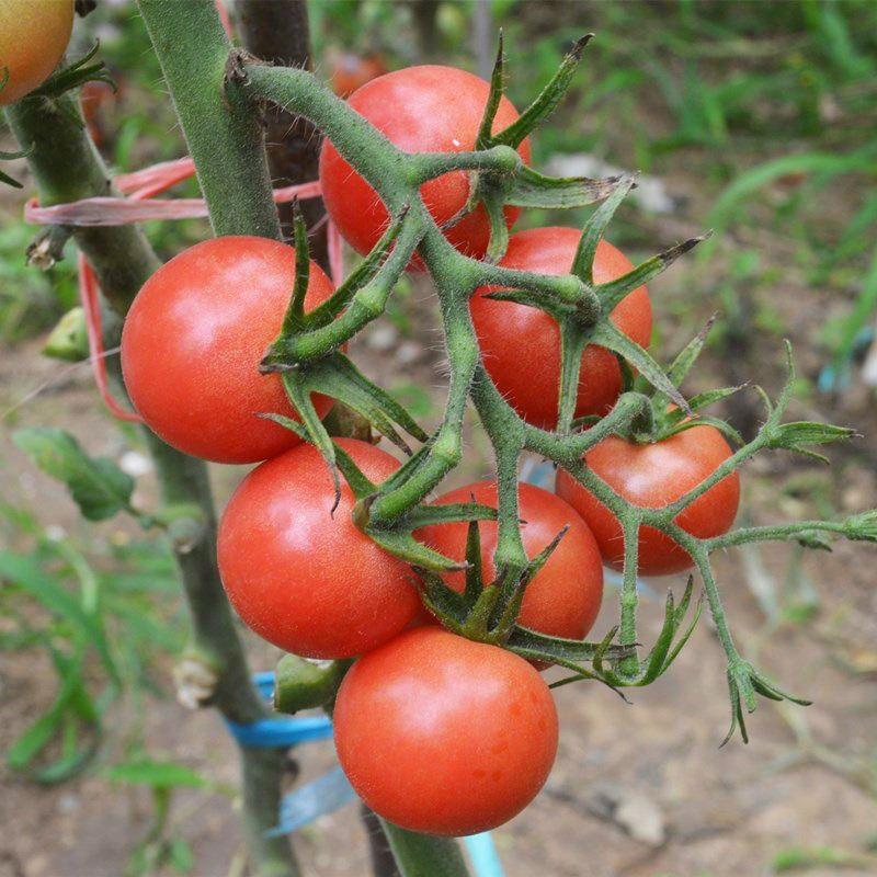 西红柿种苗产地直发，价格优惠，质量有保证，欢迎采购