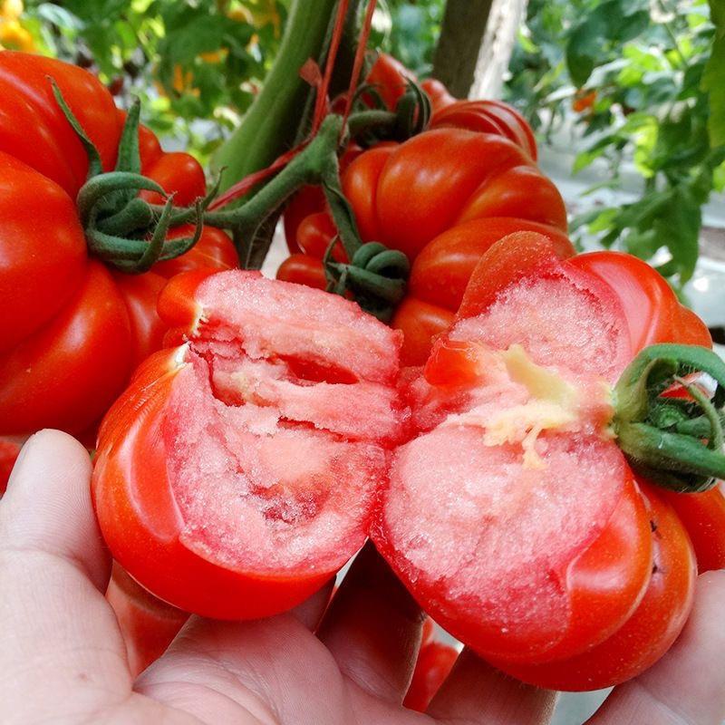 西红柿种苗产地直发，价格优惠，质量有保证，欢迎采购