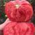 硬粉西红柿苗大量供应，一手货源，产地直发，价格优惠