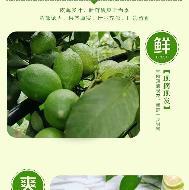 青柠檬，四川香水柠檬！电商果一件代发！大量到货