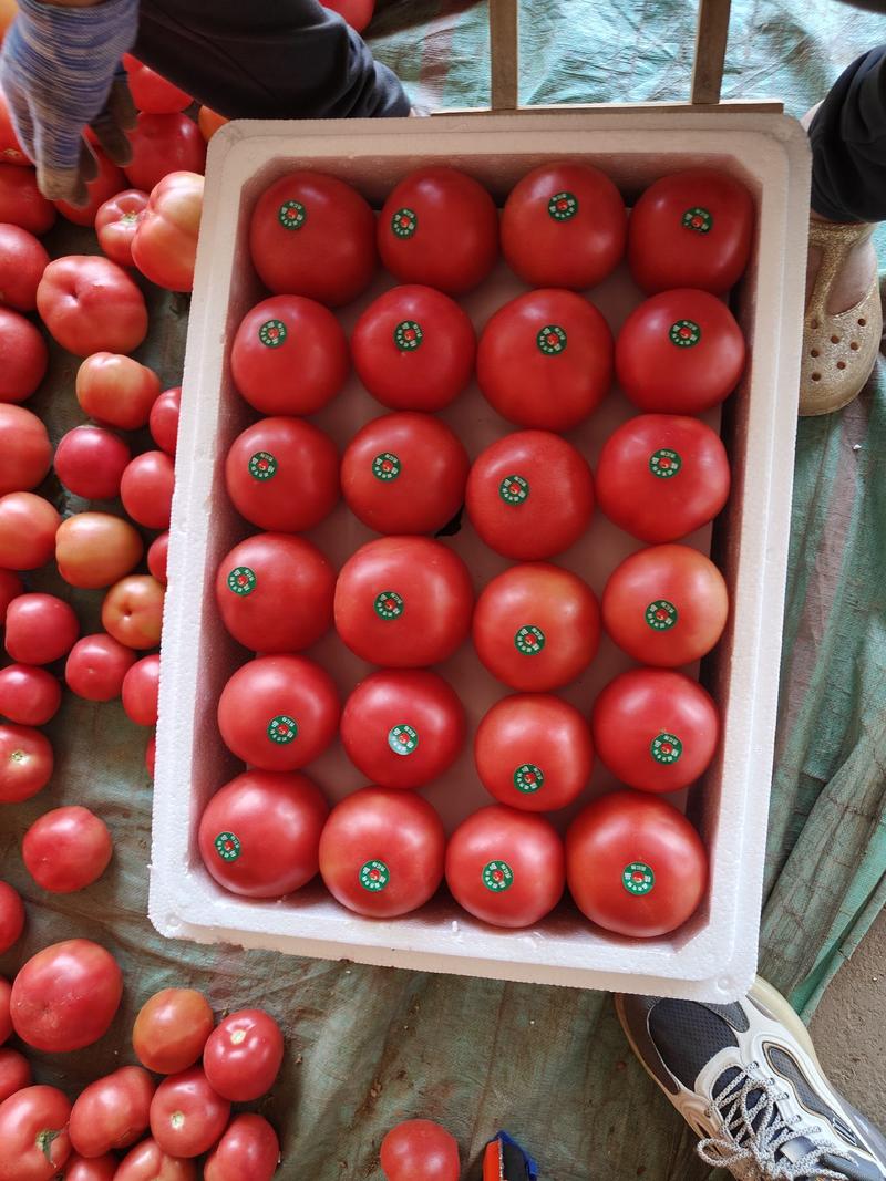 【西红柿】河北硬粉西红柿产地直发可视频看货品质保证