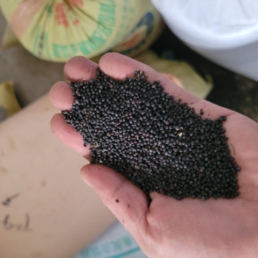 油菜籽
