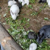 自己养的小兔子，常年出售。黑白灰黄麻，品种多