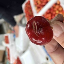 露天美早大樱桃🍒🍒