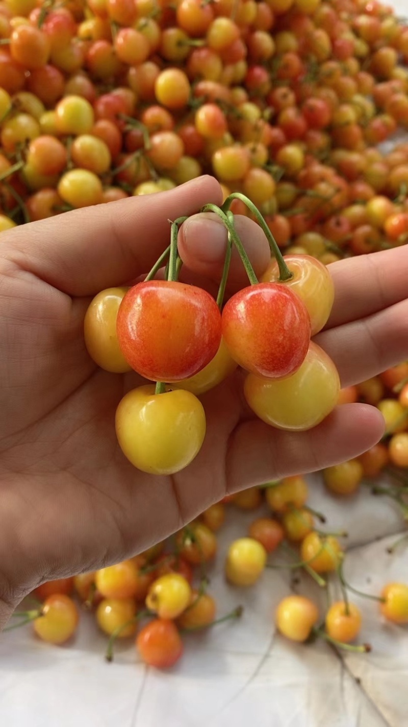 露天红蜜大樱桃🍒🍒