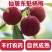 9A仙居东魁杨梅现摘现发6斤装时令水果