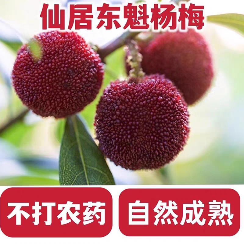 9A仙居东魁杨梅现摘现发6斤装时令水果