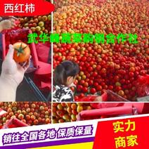 （新货）大红粉果西红柿新货上市精品包装黑胶框