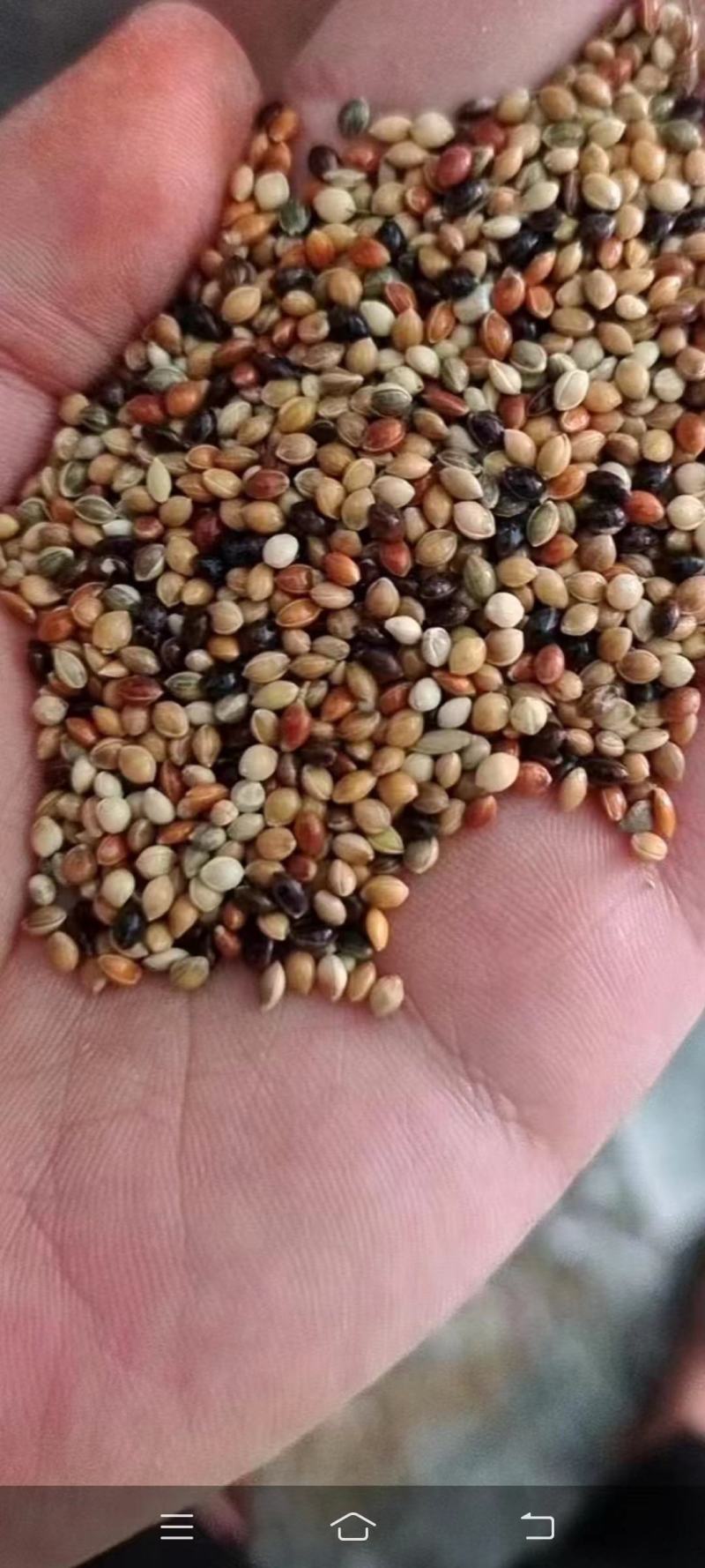 过风过筛精选谷子