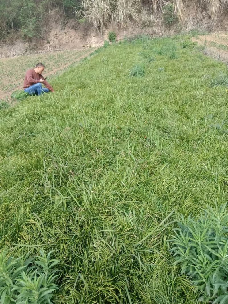 推荐川麦冬，产地直发，量大从优，欢迎老板咨询