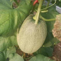 山东小蜜产地大量上市中