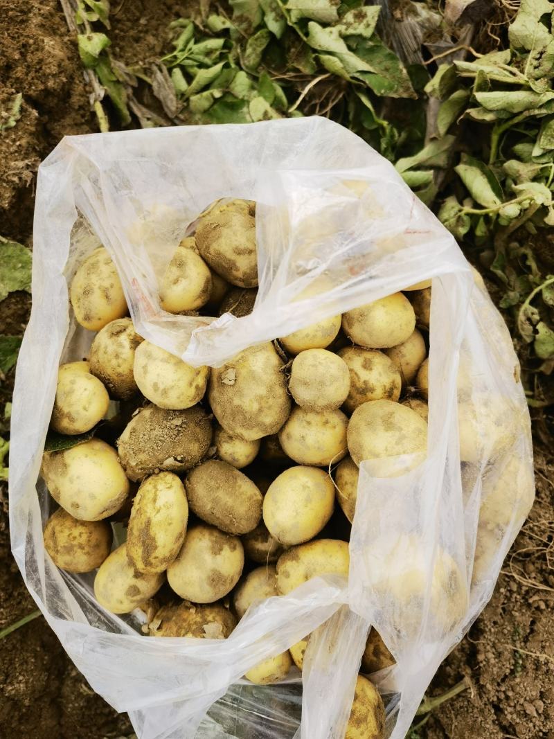 土豆，荷兰十五，黄心土豆，一手货源欢迎订购，非常漂亮