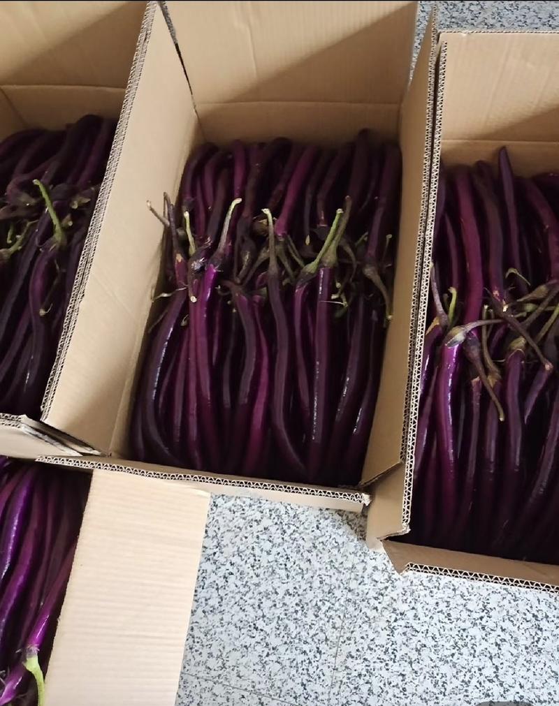 【线茄】高山茄，精品紫线茄子品种纯正透明交易，日供万吨