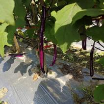【线茄】高山茄，精品紫线茄子品种纯正透明，日供万吨