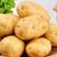 土豆，荷兰十五，黄心土豆，一手货源，产地供应，欢迎订购