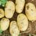 《精品新土豆》荷兰十五土豆大量上市，质量三包欢迎来电采购