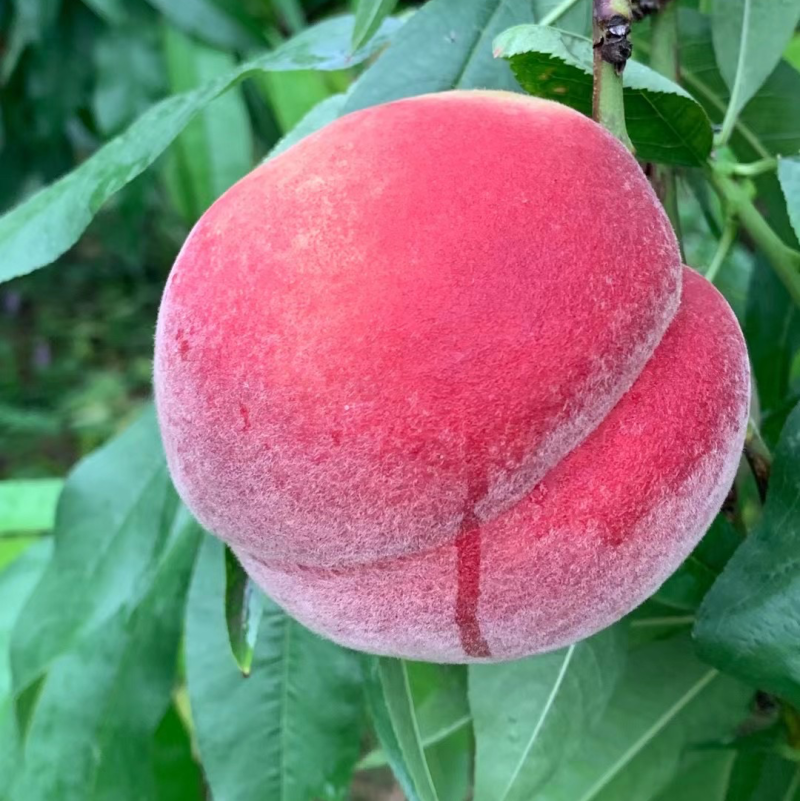 胭脂脆，春蜜，春雪，春梅，大量接市场，电商社区团购