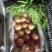 突围交通便利千亩果园采摘欢迎咨询春雪突围