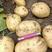 《精品新土豆》荷兰十五土豆大量上市，质量三包欢迎来电采购