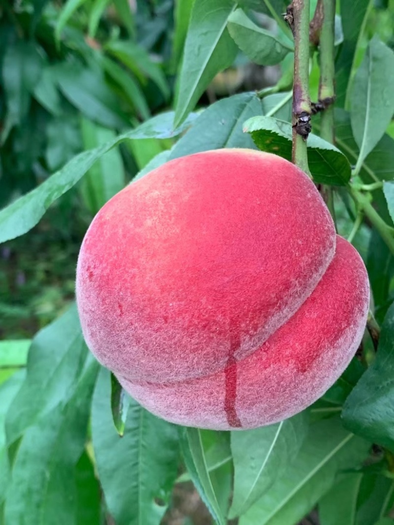 胭脂脆，春蜜，春雪，春梅，大量接市场，电商社区团购