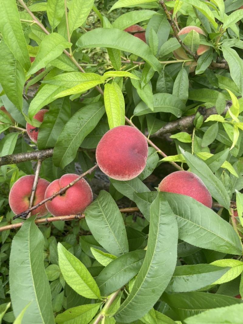 胭脂脆，春蜜，春雪，春梅，大量接市场，电商社区团购