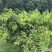 胭脂脆，春蜜，春雪，春梅，大量接市场，电商社区团购
