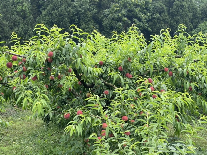 胭脂脆，春蜜，春雪，春梅，大量接市场，电商社区团购