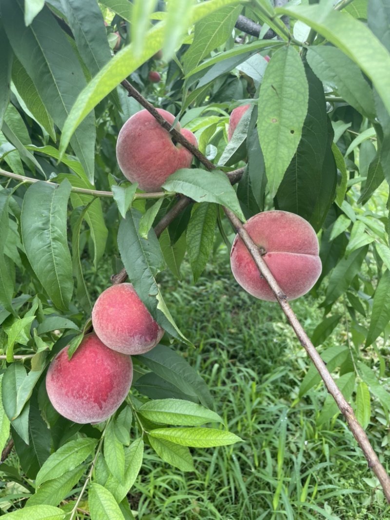胭脂脆，春蜜，春雪，春梅，大量接市场，电商社区团购