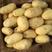 中薯五号土豆黄皮黄心，产地一手货源保质保量，欢迎实地考察