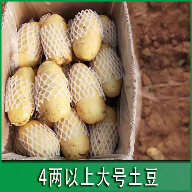 中薯五号土豆黄皮黄心，产地一手货源保质保量，欢迎实地考察