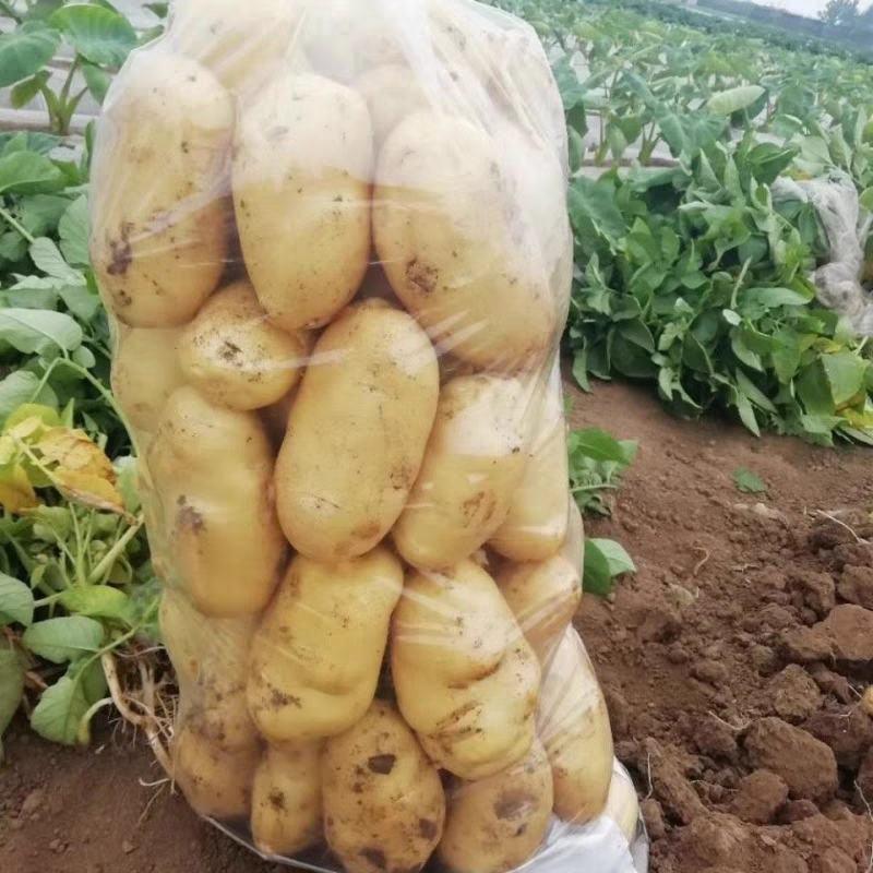 中薯五号土豆黄皮黄心，产地一手货源保质保量，欢迎实地考察